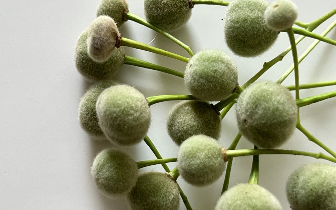 IV CREATIVE COACHING